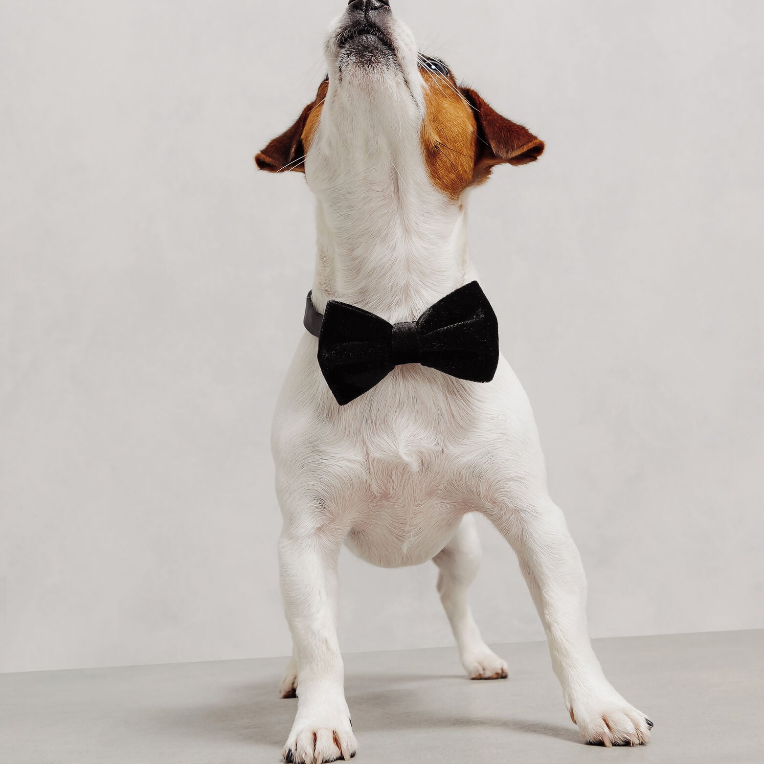 Lot de 2 n&oelig;uds papillon en velours ma&icirc;tre et chien
