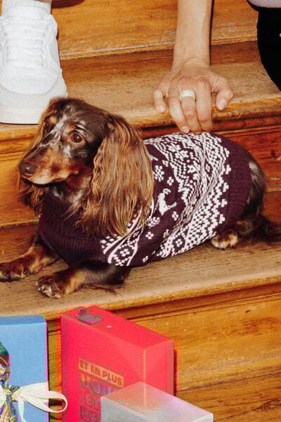 Pull pour chien Noël