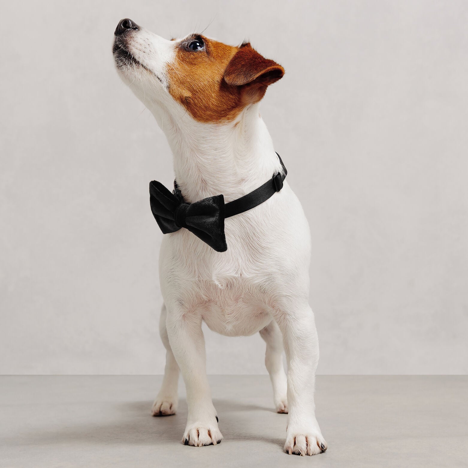 Lot de 2 n&oelig;uds papillon en velours ma&icirc;tre et chien