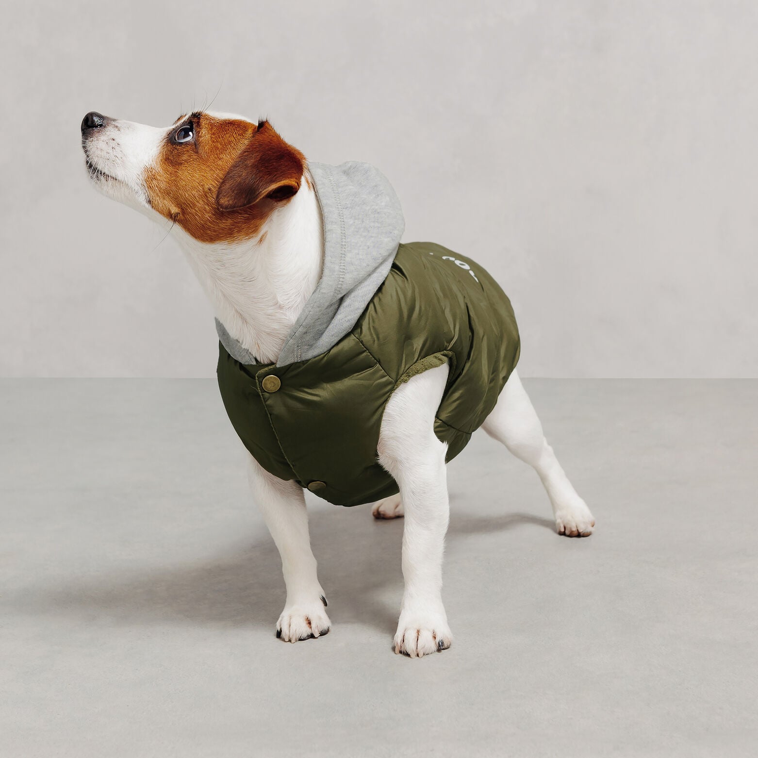 Ensemble sweat et doudoune pour chien