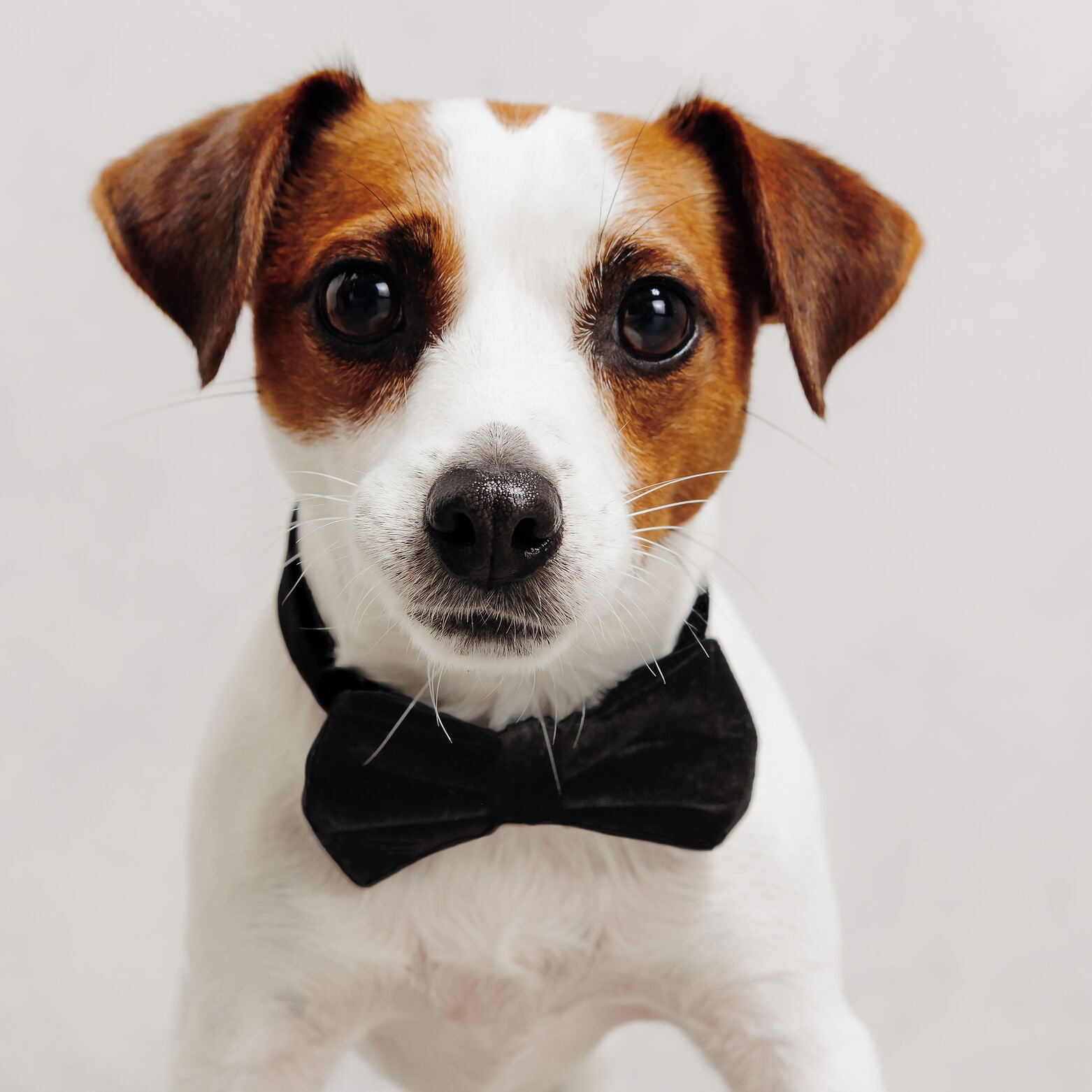Lot de 2 n&oelig;uds papillon en velours ma&icirc;tre et chien