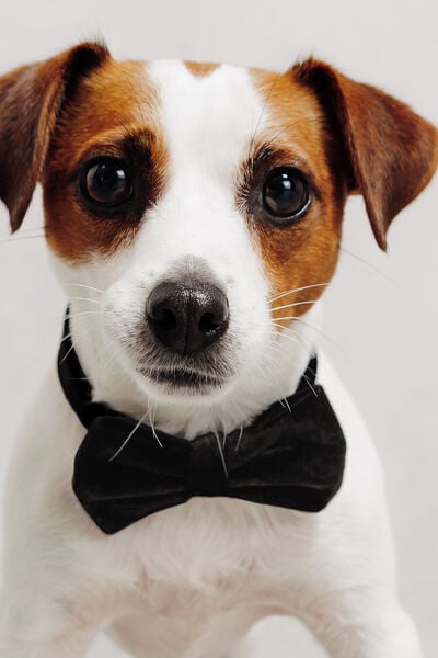 Lot de 2 n&oelig;uds papillon en velours ma&icirc;tre et chien
