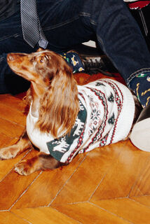 Pull pour chien No&euml;l